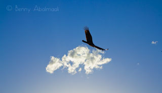 eagle benny abolmaali photography