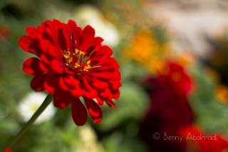 flower macro benny abolmaali austin