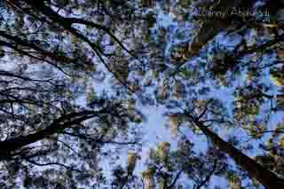 trees california benny abolmaali photography