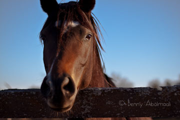 horse benny abolmaali photography